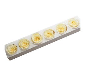 Ruža preparovaná 6,5cm pearl white /ks