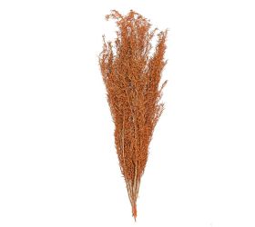 Asparagus sušina hn/oranž.