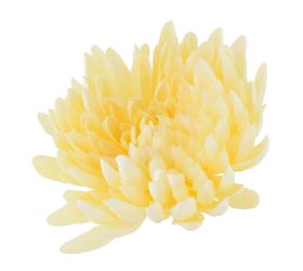 Hlava chryzantéma telová 15cm bal:12ks