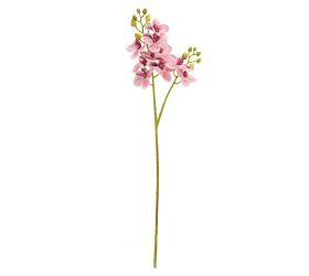 Ks orchidea phalaenopsis ružová 60cm