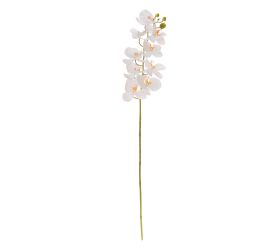 Ks orchidea phalaenopsis biela 95cm