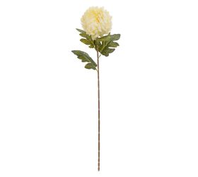 Ks chryzantéma krém 75cm
