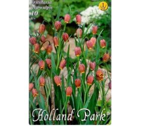 Fritillaria uva-vulpis