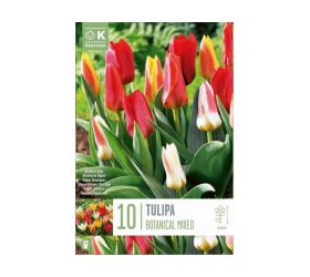 Tulipán botanical mix farieb 10ks
