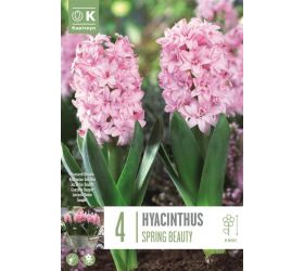 Hyacint spring beauty 4ks