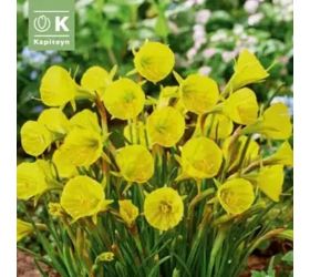 Narcis bot.golden bells 10ks