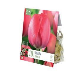 Tulipán van eijk 10 ks