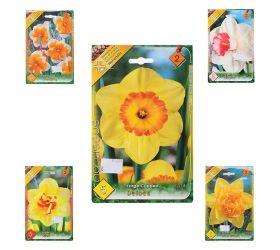 Narcis mix farba