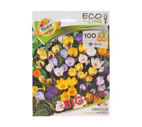 Large: species crocus mixed 100ks