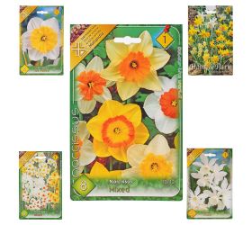 Narcis mix farba