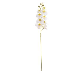 Ks orchidea phalaenopsis biela 95cm