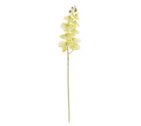 Ks orchidea phalaenopsis bledo zelená 95cm