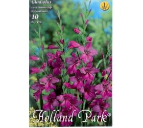 Gladiolus comm.byzantus