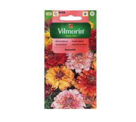 Margarétka kylnata dunnettii