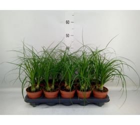 Nolina recurvata 12/35cm 3pp