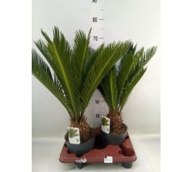 Cycas revoluta 12/45cm