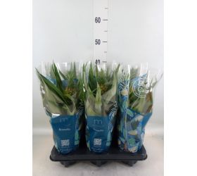 Ananas mi amigo 12/40cm