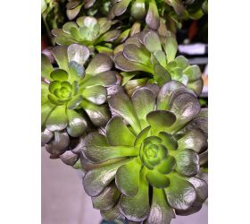 Aeonium 14/25cm