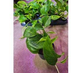 Scindapsus/epipremnum pinn./mix 12/20cm