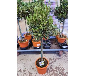 Olea europea 19/85cm