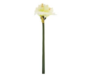 Amarylis 83cm biely