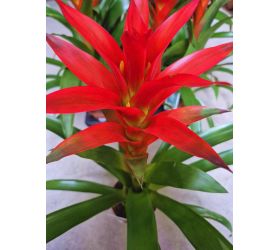 Guzmania mix 12/45cm