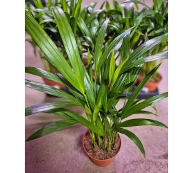 Dypsis lutescens 12/40cm