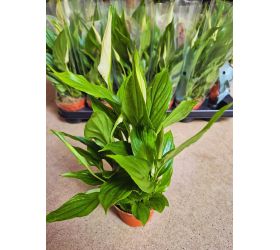 Spathiphyllum 9/35cm