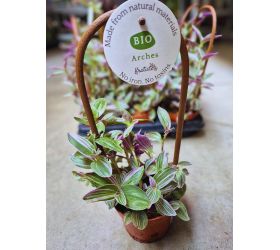 Tradescantia ťahavá +opora 12/35cm