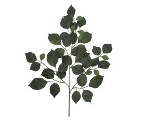List ficus zelený 55cm