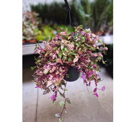 Tradescantia záves 17/35cm