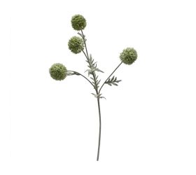 Ks echinops zelený 60cm