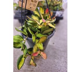 Hoya záves 14/10cm