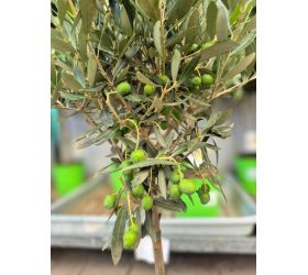 Olea europea 17/50cm