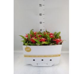 Guzmania arr. 10,5/35cm