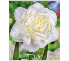 Narcis obdam 5ks