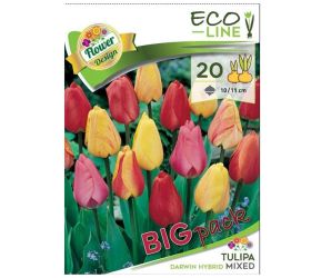 Large:tulipa darwin mix 20ks