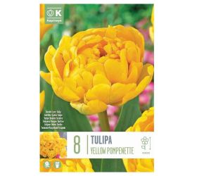 Tulipán yellow pompen. 8 ks