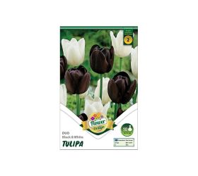 Tulipán duo black&white 6ks