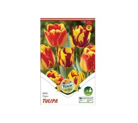 Tulipán duo tiger 6ks