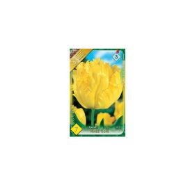 Tulipán texas gold 7ks