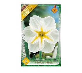 Narcis lemon beauty 5ks
