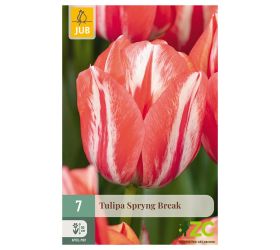 Tulipán spryng break 7ks
