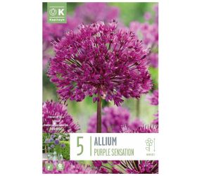 Allium purple sensation 5ks