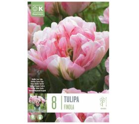 Tulipán finola 8ks