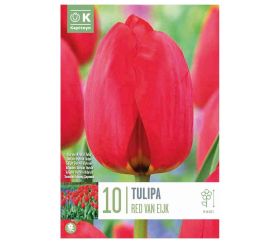 Tulipán red van eijk 10 ks