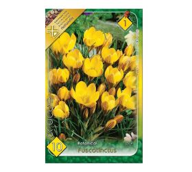 Crocus fuscotinctus 10ks
