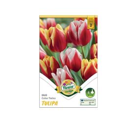 Tulipán duo color twins 6ks