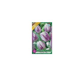Tulipán flaming flag 6ks