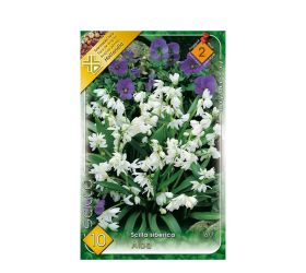 Scilla siberica alba 10ks